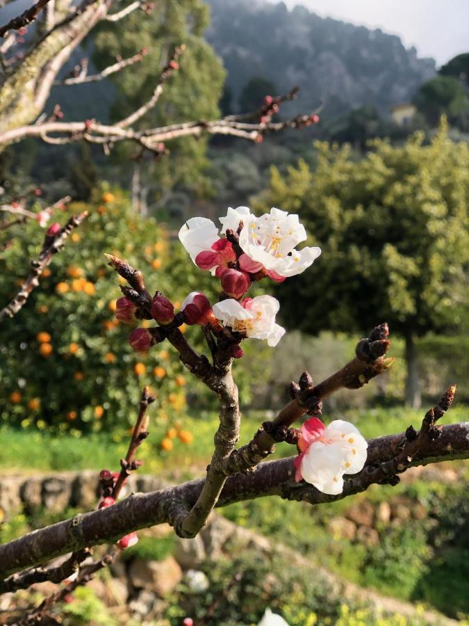 Cas Puput Mallorca Vakantiehuis
